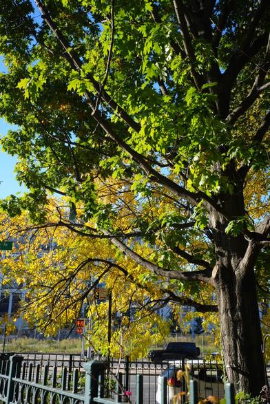green turning to yellow