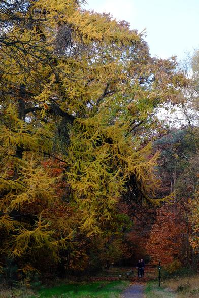 Photo of a woodland in autumn, the bulk of the photo is shows a large larch tree it's leaves turning a yellowy green. In the bottom right corner a Dutch fietspad is just visible next to an orange birch tree. Two cyclists on black omafiets are cycling towards the camera.