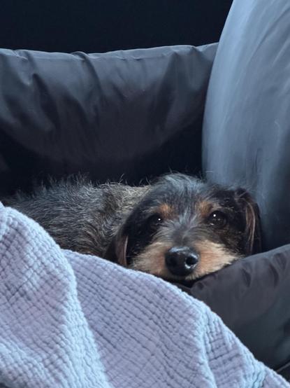 a dachshund snuggled down in a soft bed, his glossy wet nosed poking over the edge