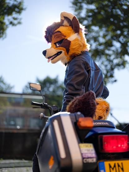 Photo of a tanuki fursuiter sitting on a motorcycle while wearing a leather jacket. They're turning around, looking back towards the viewer