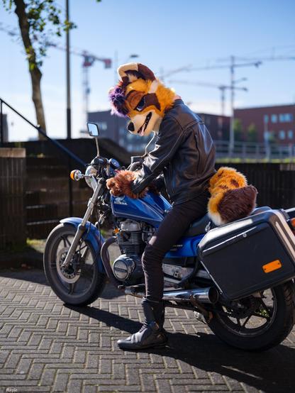 Photo of a Tanuki fursuiter sitting on a blue motorcycle wearing a leather jacket, they're sitting forward on the motor with their head turned towards the viewer.