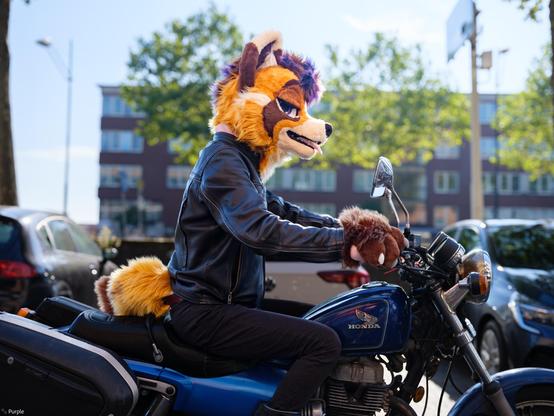 Photo of a Tanuki fursuiter driving a motorcycle, driving past the photographer. They're looking forward towards the road, and are holding the handles of the motorcycle with their paws.