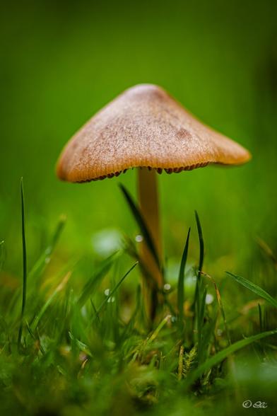 A single brown mushroom in green grass.