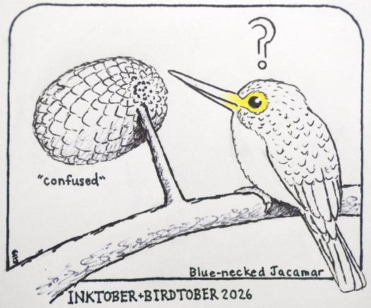 My ink drawing of a small bird with a long pointy beak, perched on a branch with a question mark above its head as it looks at an oblong fruit about the size of its body that's landed on a stick.