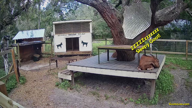 A brown goat with horns and tiny ears is sound asleep on a deck that surrounds an old oak tree. Her head is tucked into her left flank. A cartoon graphic appears above her saying zzzz sleepy goat.