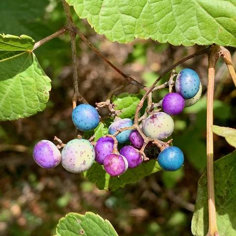 A close-up of colorful porcelain berries clinging to brown stems, ranging in shades from bright sky blue and deep violet to speckled pale lilac.