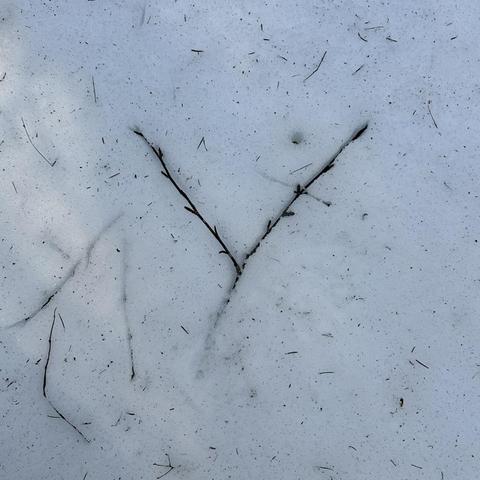 This Y is more sunken into snow in some sections than others but when all you are looking for are letters it certainly can do as a "y" or an unsteady "Y"