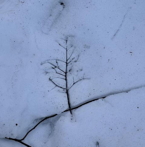 A tiny branch that looks like a tree has it's bottom "trunk" going into ground by a larger, curved branch that could be interpreted as a small, sloping hill the tree is growing out of.
Yes, I think deep thoughts about sticks while wandering the woods.