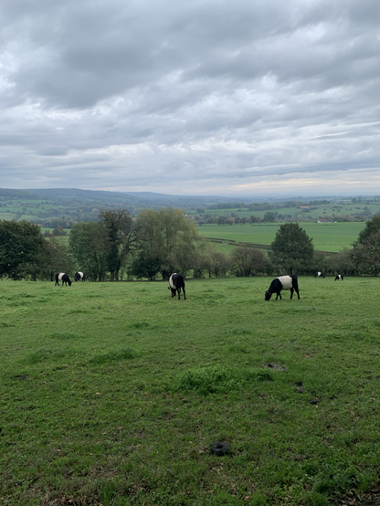 Black-white cows on the field ; distant hills & gray sky