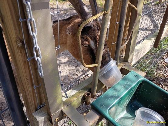 A tan goat with horns and tiny ears, sticks her nose through the bars of the stanchion to eat cooking out of a small plastic bowl.