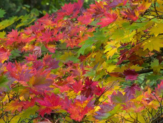 Leaves with a full pallet of green, yellow, orange, red, and maroon color.