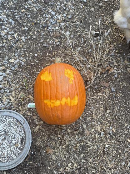 A big round orange pumpkin with a few shapes scraped out of the very outer skin so my chickens will peck at those areas to create eye and mouth holes for jack o' lanterns.