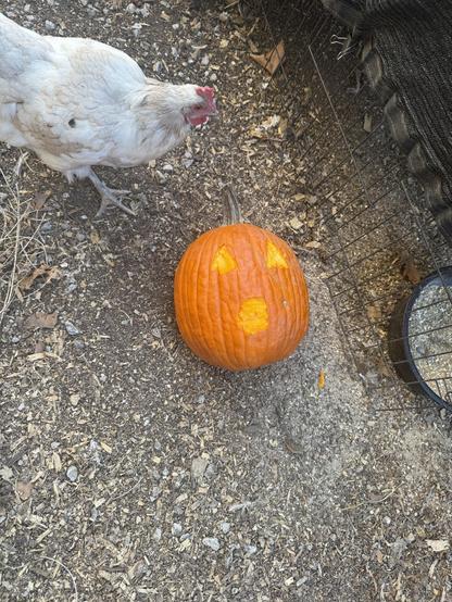 A big round orange pumpkin laying on the ground in the chicken yard with a few shapes scraped out of the very outer skin so my chickens will peck at those areas to create eye and mouth holes for jack o' lanterns.