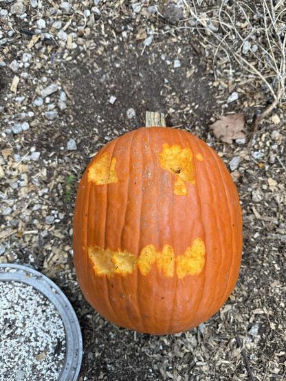 The first pumpkin after the girls have done some pecking at the eye and mouth shapes.