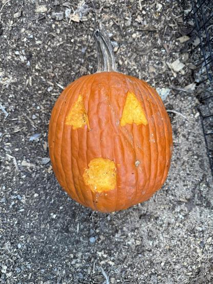 The second pumpkin after the girls have been pecking at it. I am afraid this one will end up looking like a sex doll. I carved out a round surprised mouth shape. I may regret that.