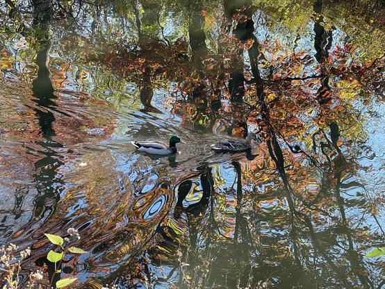 A water surface reflecting brilliant autumn foliage and behind it bright blue sky. In the center of the frame are two mallard ducks swimming through the water, their wakes stirring the colors together making it look like an abstract image.