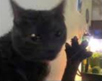 a black cat showing 4 paw toes