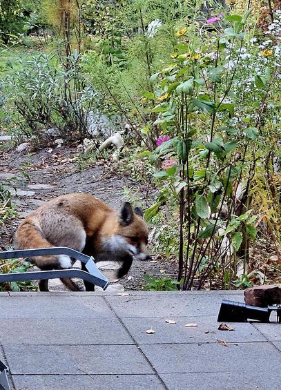 Im vordergrund die grauen Steinplatten einer Terrasse, dahinter ein Garten mit Blumen, Büschen, Sträuchern. Außerdem ein Fuchs, der gerade nach links abbiegt, in Bewegung, etwas scheint seine Aufmerksamkeit erlangt zu haben.