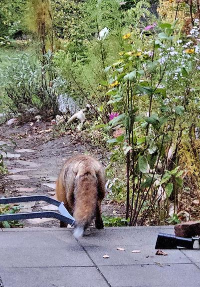 Im vordergrund die grauen Steinplatten einer Terrasse, dahinter ein Garten mit Blumen, Büschen, Sträuchern. Außerdem ein Fuchs von hinten