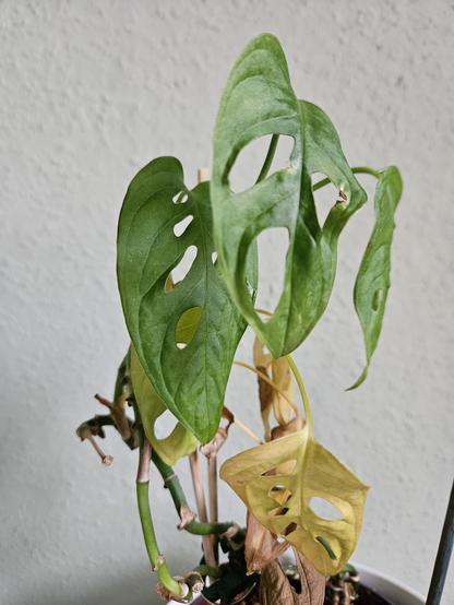 Monstera-pflanze, die drei grüne Blätter hängen lässt, die restlichen sind gelb vertrocknet