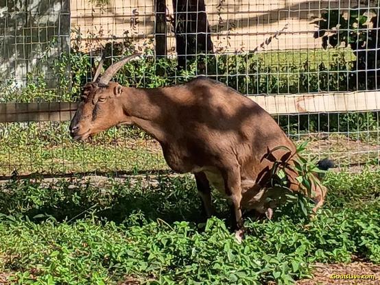 A brown goat with horns and tiny ears, squats to have a wee. It's important that I check her stream regularly to make sure she's healthy and drinking enough!
