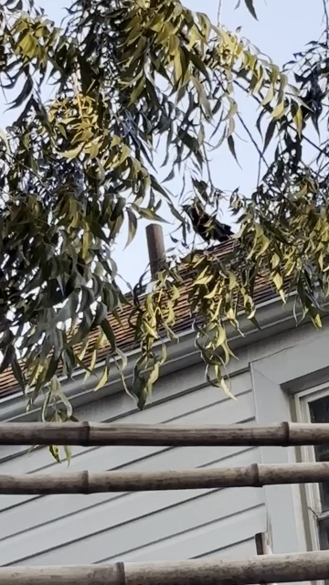 A video showing a crow perched on a roof with a pipe, framed by hanging willow tree branches and a horizontal bamboo structure in the foreground. The audio features the cawing sounds of a crow.