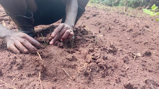 A young volunteer farmer from Fill the Empty Stomachs Farming Initiative transplanting an onion seedling into the nursery bed.