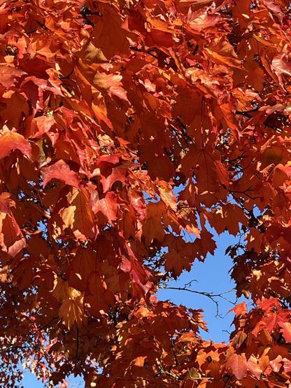 Brilliant red maple leaves shine in a close-up photo. A chunk of bright blue sky peeks through.