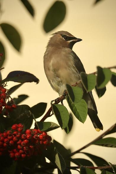 A bird perches on a branch among green leaves, with clusters of bright red berries nearby. The bird has a light brown plumage and distinctive markings on its head. The background is softly blurred.