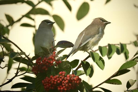 Two birds are perched on a branch with red berries, surrounded by green leaves. One bird is gray with a black facial marking, while the other is brownish with lighter feathers.
