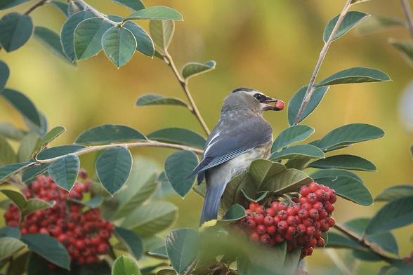 A bird perched among green leaves is holding a red berry in its beak, with clusters of bright red berries visible nearby. The background features soft, blurred colors.