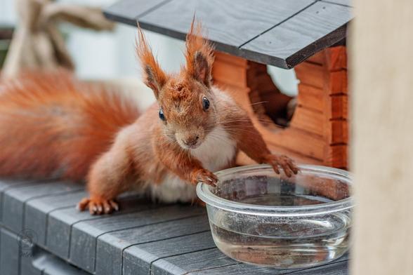 Ein Eichhörnchen schaut von einem Wassernapf auf. Es hat verklebtes Fell an der Stirn.