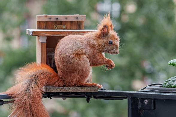 Ein Eichhörnchen mit verstrubbeltem Fell sitzt vor einem Futterhaus.