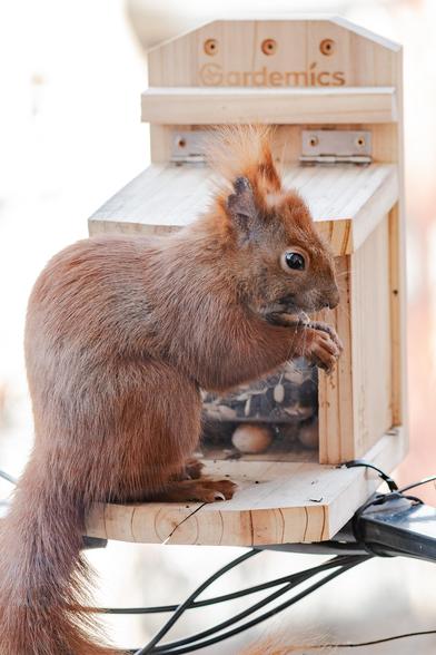 Ein Eichhörnchen mit verstrubbeltem Fell sitzt vor einem Futterhaus.