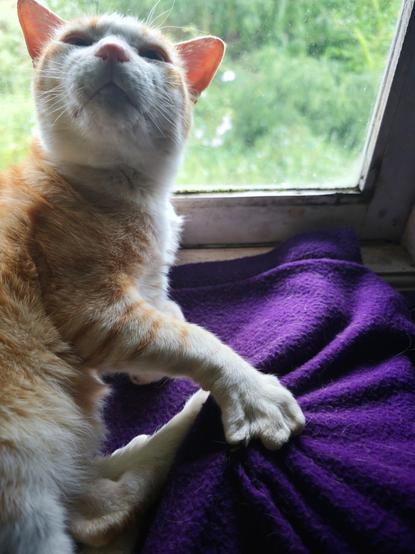 A white and orange cat sitting on a purple blanket next to a window. Outside the frame his back is being scratched, and is reacting with a tilted head and claws digging into the blanket