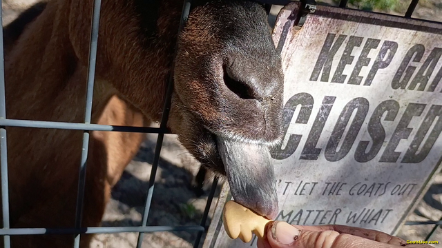 In this extreme close-up, a brown goat sticks her snout through the wire gate, her black tongue extending out to snatch a cookie in my hand. Next to her, a sign on the fence says, "Keep Gate Closed, no matter what the goats tell you"