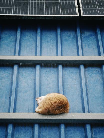 An orange cat curled up on a metal sheet roof, supported by an aluminium beam.