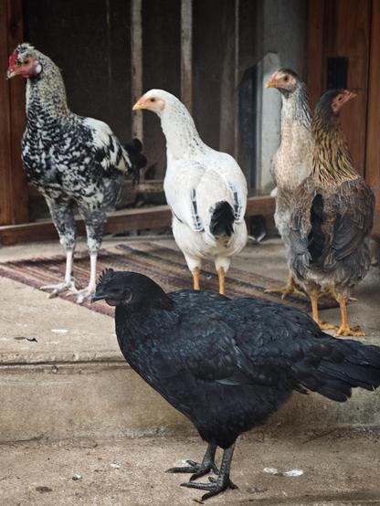 Five chickens of assorted colours standing on steps under a roof to escape rain