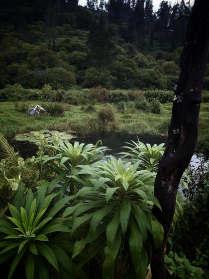 Wild tobacco plants growing in front of a pond. Background is lush green hillside.