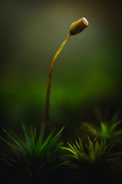 A vertical close up photograph of a tall haircap moss sporophyte. In the foreground a few short spiky leaved stems of the same moss, with the sporophyte towering behind them. The tall and slender stalk, dark at the bottom and turning yellow at the top, if slightly out of focus ant bending right. On the end of the stalk is an upwards pointing cylindrical spore pod, covered by a raindrop making it glisten.

The background is a blurry smooth green gradient. Dark at the bottom, brightening up toward the top.
