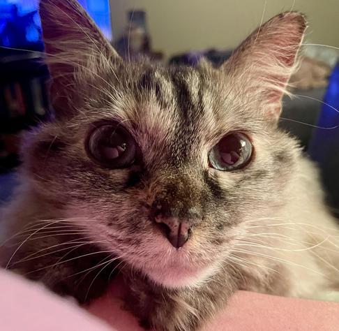 Fluffy cat with big blue eyes. Her front paws are resting on my arm. Her head is on her paws, and she is staring right at me.