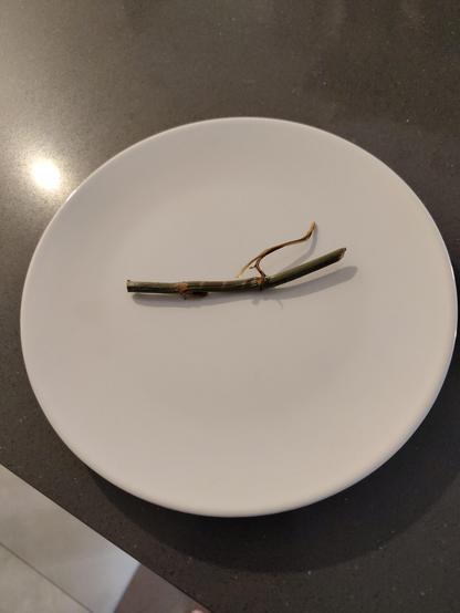 Twig on a plate