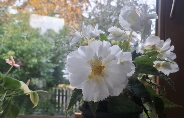 A white begonia plant in a dark pot is positioned on a windowsill. The central flower features white, multi-layered petals and a yellow center. Several other white flowers and dark green, serrated leaves surround the main bloom. In the background, a window shows a blurred view of green and yellow foliage. The plant is illuminated by natural light from the window.