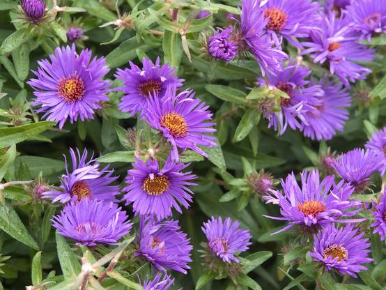 Light purple petals on small flowers with orange centers growing above short green leaves.   (yes, I was looking for triadic color combinations.)  Bellevue Botanical Garden, October 2026.