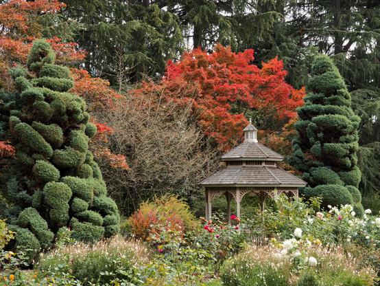 A gabled wooden gazebo next to beds of white and red roses in front of trees with  brilliant orange/red leaves and flanked by tall topiary of rounded shapes.  Woodland Park Rose Garden, Oct 24, 2026.