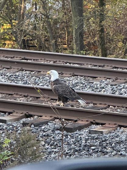 A bald eagle sitting on the outer rail of a set of train tracks