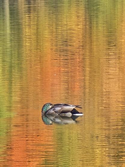 A duck resting on rippled water that is reflecting autumn colors of orange, yellow, and green from the surrounding environment. It is a mallard duck with a green head, and white, tan, and brown body.