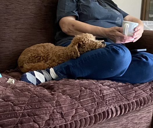 Me sitting on a brown sofa with my legs curled up to one side. A mostly poodle brown puppy is lying next to me with his head resting in the crook of my bent knee